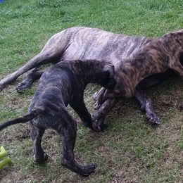 Great Dane Puppies from DaneDreams