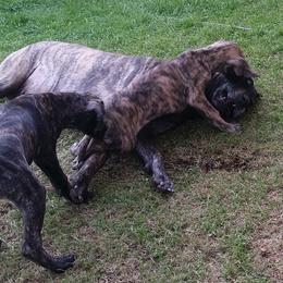 Great Dane Puppies from DaneDreams