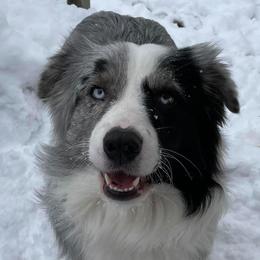 Barbie - Aussiedoodle