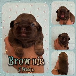 Brownie - Chocolate male Shih Tzu puppy in Yelm, Washington from Lala's All Star Shih Tzu