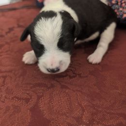 Levi - Parti male Schnoodle puppy in Huron, Tennessee from Wilma's Paw-Paw Patch