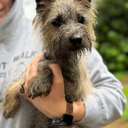 Northwest Bailey of Baela - Brindle female Cairn Terrier puppy in Longview, Washington from Northwest Cairn Terriers