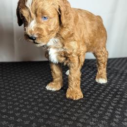 Big Carl - Brown male Schnoodle puppy in Caldwell, Idaho from Boise Doodle Co.