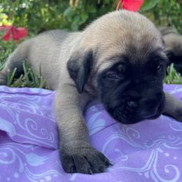 Mastiff Puppies from Treasure Coast Mastiffs