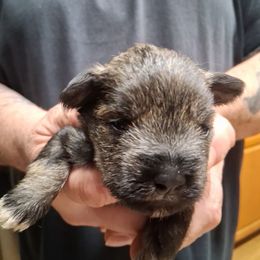 Boy 1 - Black and silver male Miniature Schnauzer puppy in Raymond, Washington from Springs Miniature Schnauzers