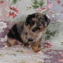 Boy 3 - male Toy Australian Shepherd puppy in Okeana, Ohio from Fetching Toy Aussies