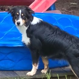 BTF Lizzy (SOLD) - Black Miniature Australian Shepherd puppy in Smiths Station, Alabama from Double T Mini Aussies