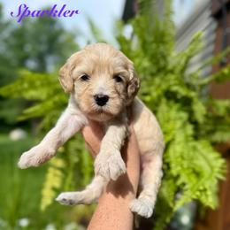 Sparkler - Yellow and white female Bernedoodle puppy in Midland, Michigan from Northern Charm Farm