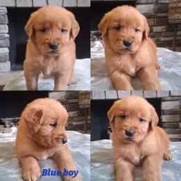 Blue boy - Dark golden male Golden Retriever puppy in Howell, Michigan from Robbin's Treasures