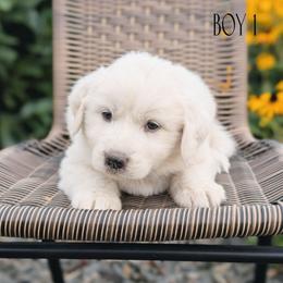 Boy 1 - White male Great Pyrenees puppy in Yakima, Washington from Naches Heights Ranch