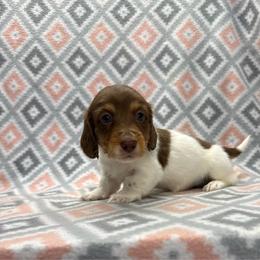 BOY 2 - Piebald male Dachshund puppy in Hoover, Alabama from Tide Town Doxies
