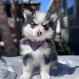Aries - Black and white female Pomsky puppy in Homeland, California from Lara's Ranch Pomskies