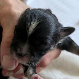 Jasmine - Brown female Lhasa Apso puppy in Fort Worth, Texas from Cynthia's Lhasa Apsos