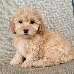 Leon - Gold male Shihpoo puppy in Limestone, Tennessee from Pilot Hill Teddy Bear Puppies