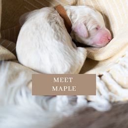 Maple - Fawn and white Sheepadoodle puppy in North Carolina from Nomad's Doodles