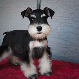 Lottie's Blue Boy - Black and silver male Miniature Schnauzer puppy in Queen Creek, Arizona from Chapman Schnauzers