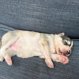 Penn - Gray and white female Siberian Husky puppy in Everett, Washington from Addison Grove Huskies