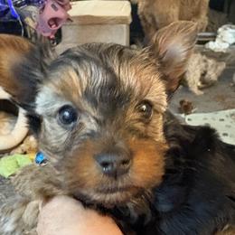 Luna Rose Kosuda - Black and gold female Yorkshire Terrier puppy in Phoenix, Arizona from Coursey’s Yorkies