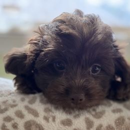 Maltese and Maltipoo Puppies from BeachRidge Pups