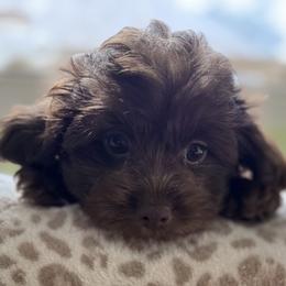 Maltese and Maltipoo Puppies from BeachRidge Pups