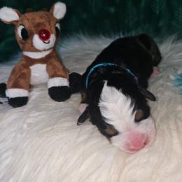 Teal Girl - Tri-color female Bernese Mountain Dog puppy in Lecanto, Florida from DBDR Berners and Saints