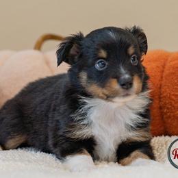 Tennessee - Black tri male Miniature Australian Shepherd puppy in Buna, Texas from R & C Kennels