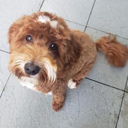 Katie - Goldendoodle