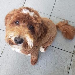 Katie - Goldendoodle