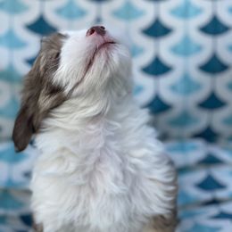 Havanese Puppies from Happy Havanese Gems