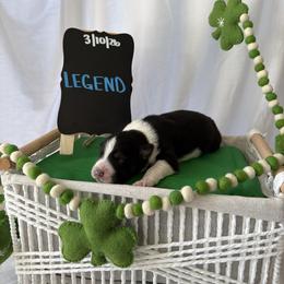 Legend - Black tri-color male Australian Shepherd puppy in Weeki Wachee, Florida from Ace of Spades Australian Shepherds