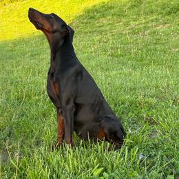 Cruella - Doberman Pinscher