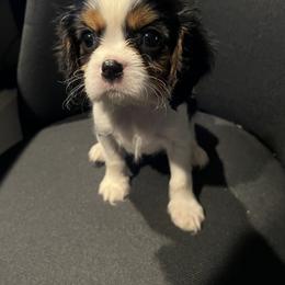 Chance - Tri-color male Cavalier King Charles Spaniel puppy in St. George, Maine from Cloud Nine Cavaliers