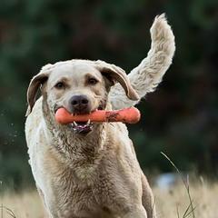 Chesapeake Bay Retrievers from Cle Elum Chesapeakes