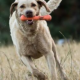 Chesapeake Bay Retrievers from Cle Elum Chesapeakes