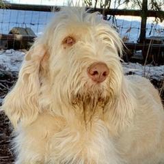 Thelma - Spinone Italiano