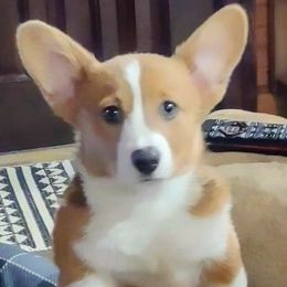 AKC Millie - Pembroke Welsh Corgi puppy from Robbie's Hobby Corgi's