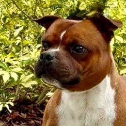 Staffordshire Bull Terriers from English Creek Staffords