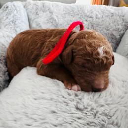 Red - Red  male Goldendoodle puppy in Miami, Florida from GoldStar Doodles USA