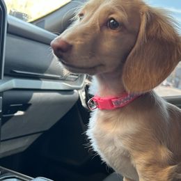 Dachshunds from 626 Dachshund