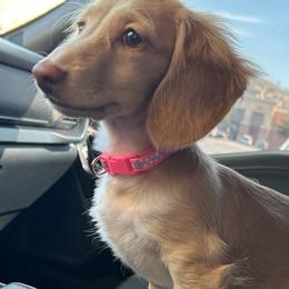 Dachshunds from 626 Dachshund