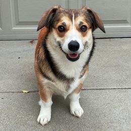 Lemon - Pembroke Welsh Corgi