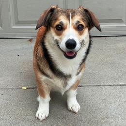 Lemon - Pembroke Welsh Corgi