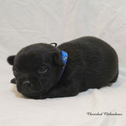 Duke - Black male Chihuahua puppy in Willamina, Oregon from Cherished Chihuahuas