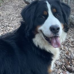 Bernese Mountain Dogs from Farmdale Bernese Mountain Dogs