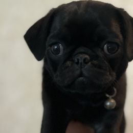 Pugs from Pack of Pugs