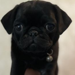 Pugs from Pack of Pugs