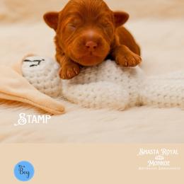 Stamp - Red male Australian Labradoodle puppy in Redding, California from Shasta Royal Monroe Puppies