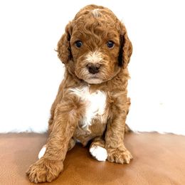 Kobe - Red Cavapoo puppy in Pleasant Grove, Utah from Destination Doodles