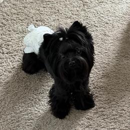 Raven - Yorkshire Terrier