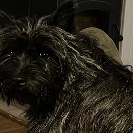 TULIP - Cairn Terrier